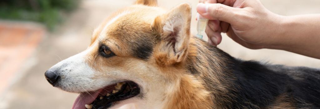 Corgi getting topical flea treatment from owner.