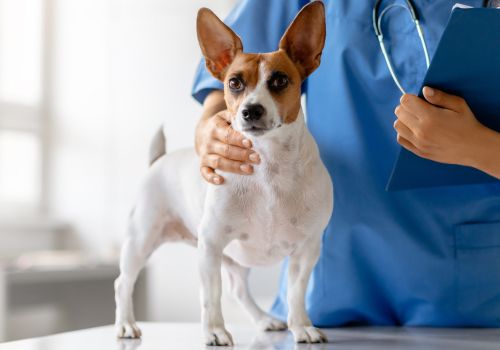 Rat terrier at veterinary exam for annual bloodwork.