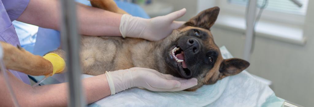 Happy german shepherd waking from anesthesia.