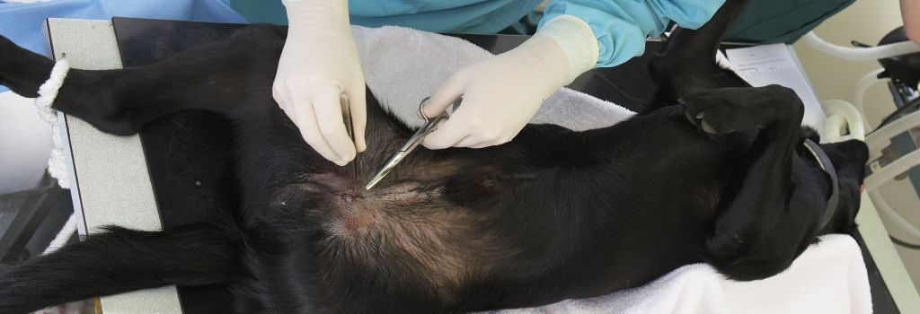 Veterinarian neutering black lab.