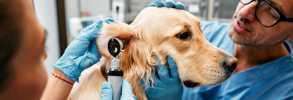 Golden having an eye exam at yearly wellness visit with veterinarian.