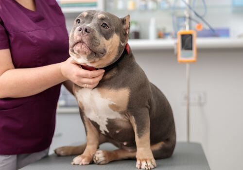 Pitbull mix at yearly wellness exam with veterinarian.