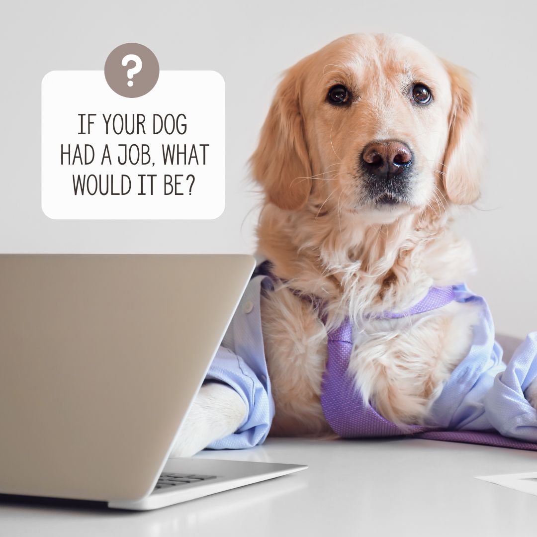 Photo of a dog with text asking if your dog had a job, what would it be?