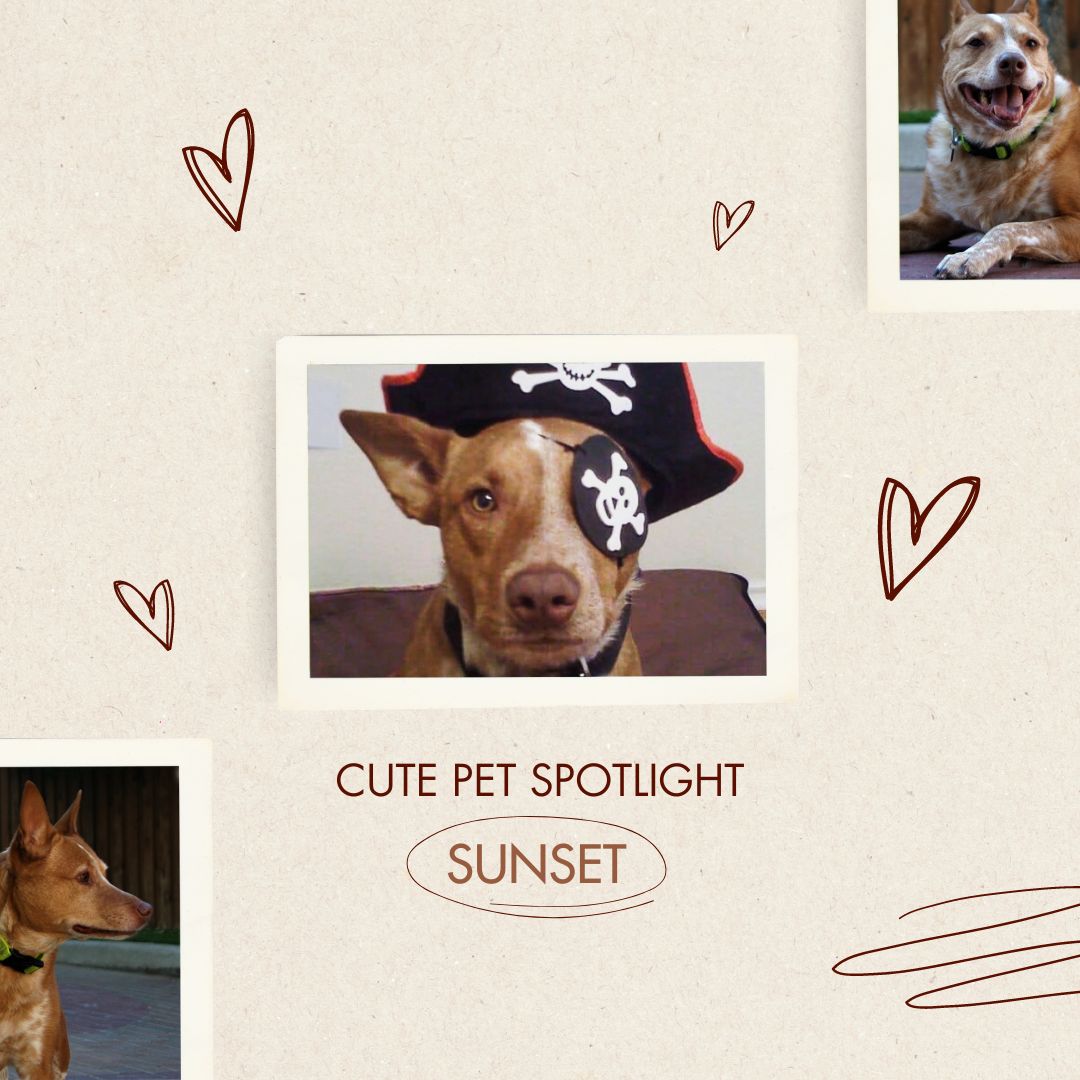 Pet photo spotlight.