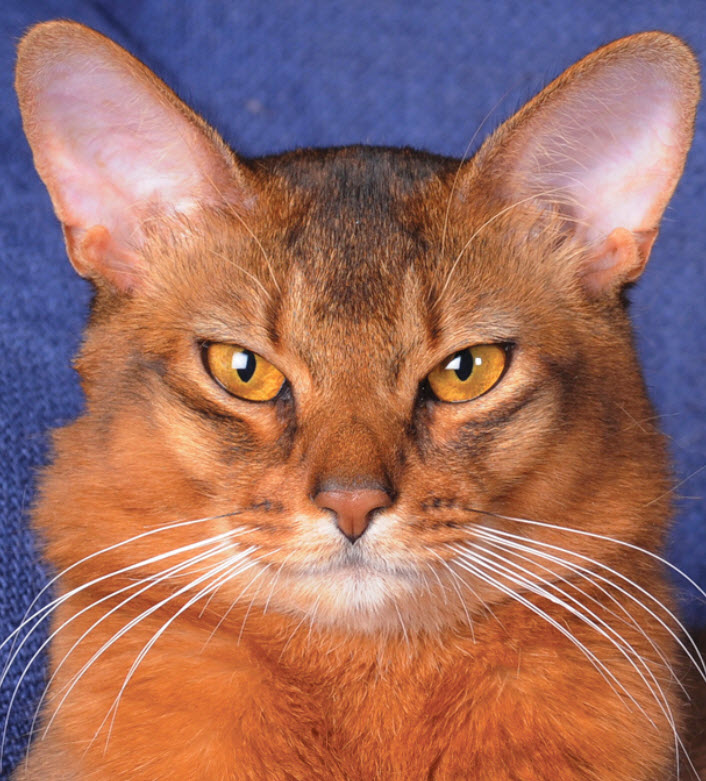 do abyssinian cats get along with dogs