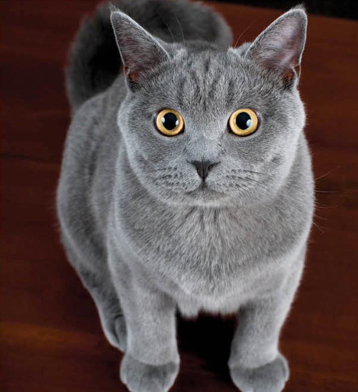 Short grey hair store cat