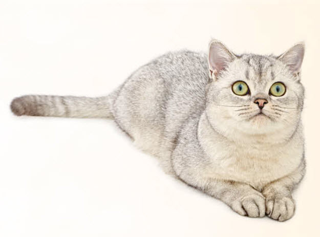 American shorthair body store type