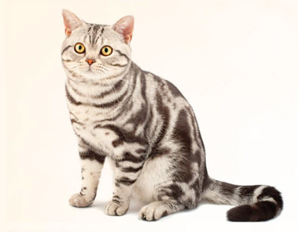 American shorthair hot sale breed