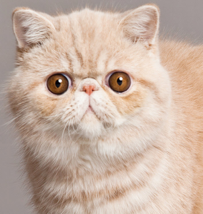 A domestic shorthair cat with dilated pupils and its mouth open in