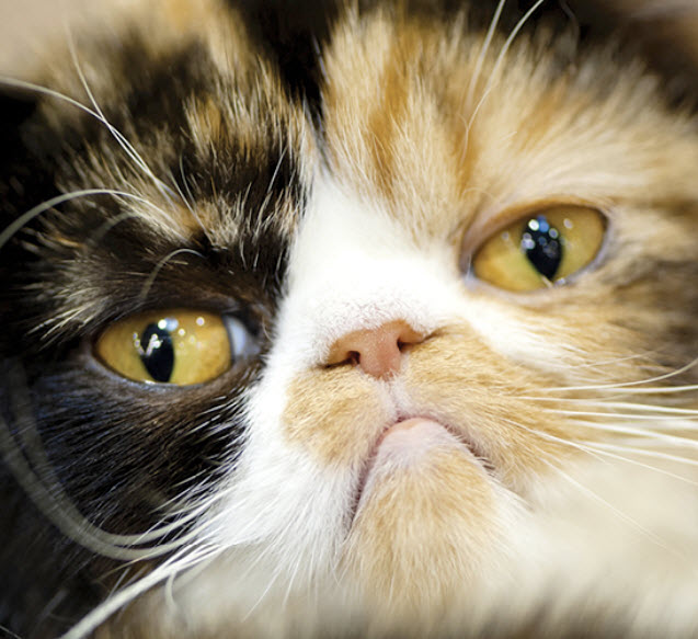 Exotic Shorthair Cat Breed Info