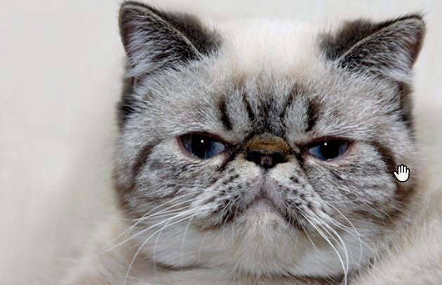 exotic shorthair cost