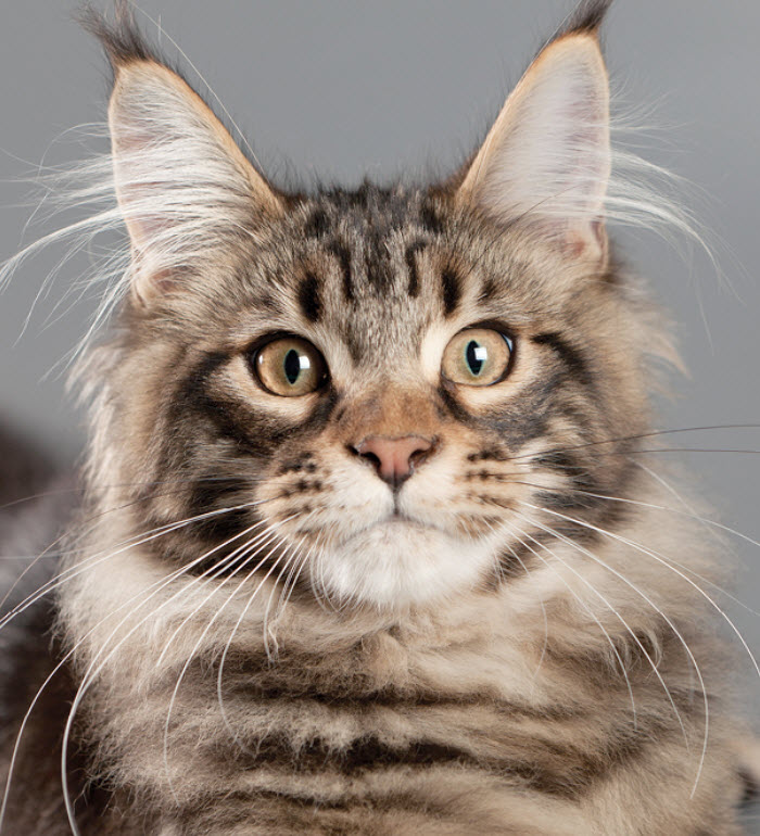 Maine Coon Cat Breed Info