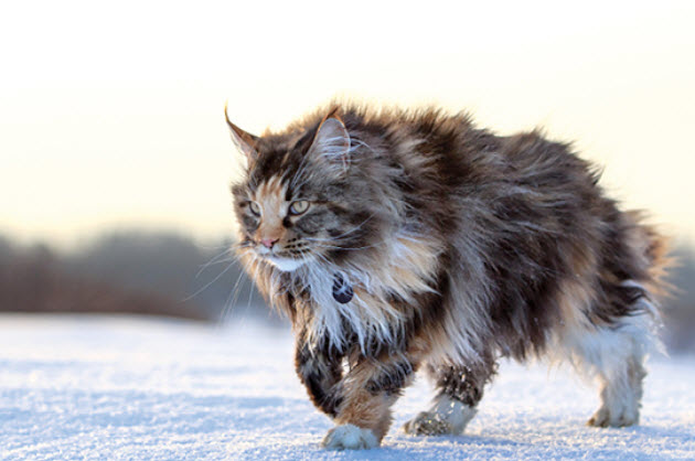 are maine coon cats good with dogs