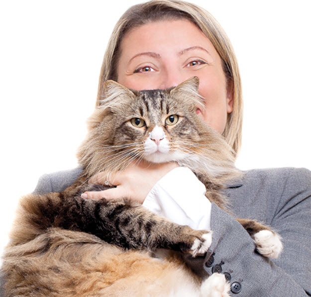 Maine Coon Cat Breed Info