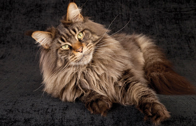 Maine Coon