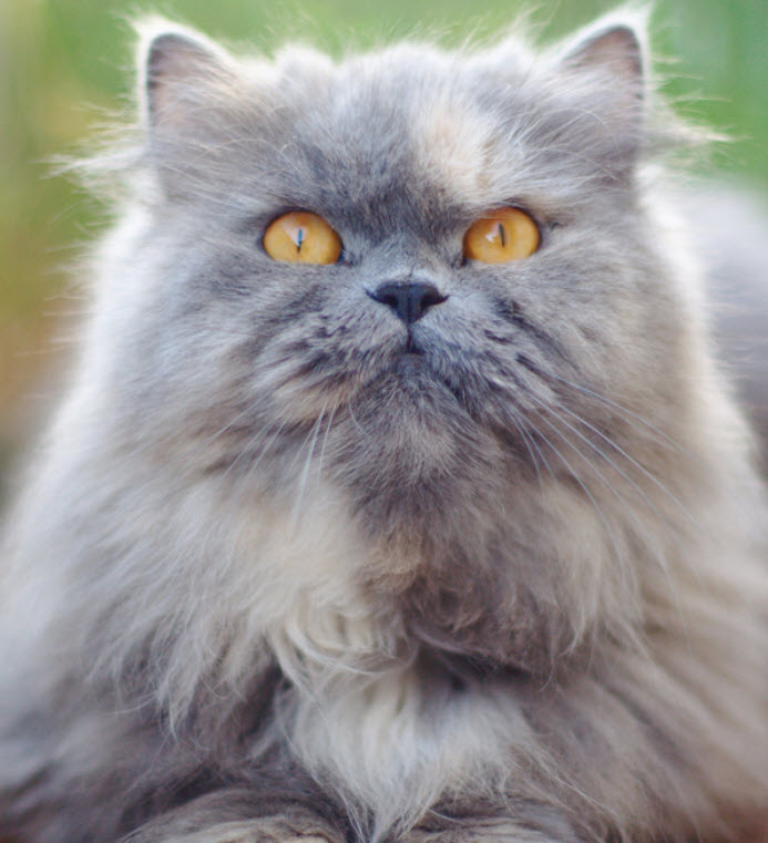 Learn About The Persian Cat Breed From A Trusted Veterinarian