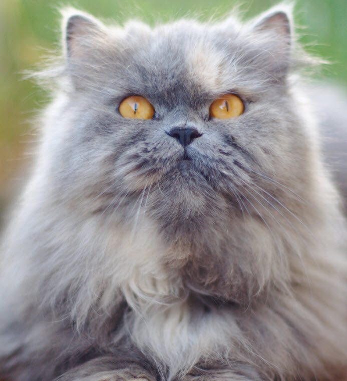 grey persian kittens