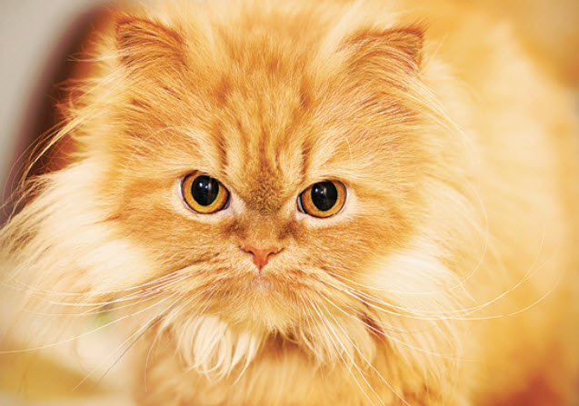 Yellow 2024 cat breed