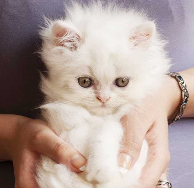 new born persian cats