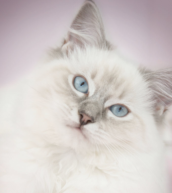 white ragdoll kittens