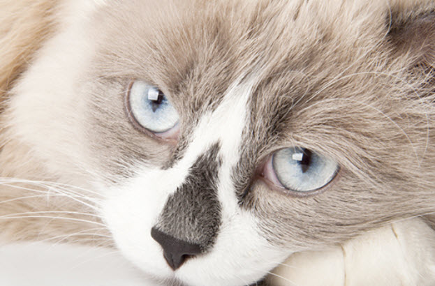 Ragdoll Cat Breed Information - Vetstreet