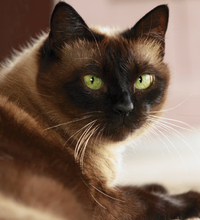 Brown Siamese Cats