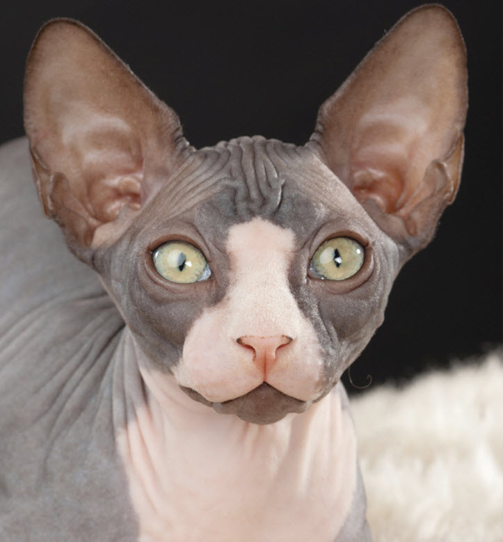 Why Do Sphynx Cats Have Big Ears at Dan Mitchell blog