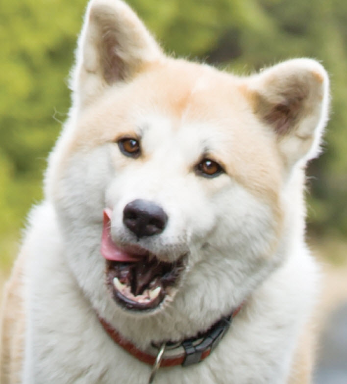 Akita Dog Breed Info