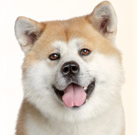 Akita Dog Breed Info