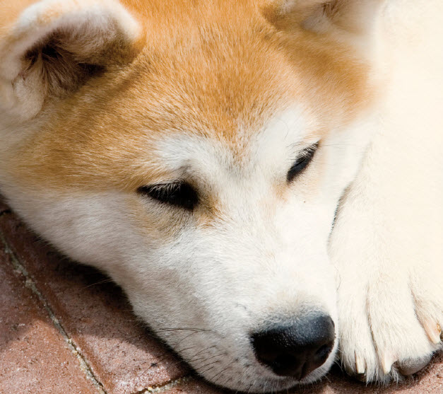 akita is ill with pseudorabies