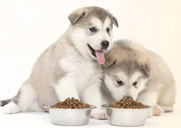 best dog food for alaskan malamute