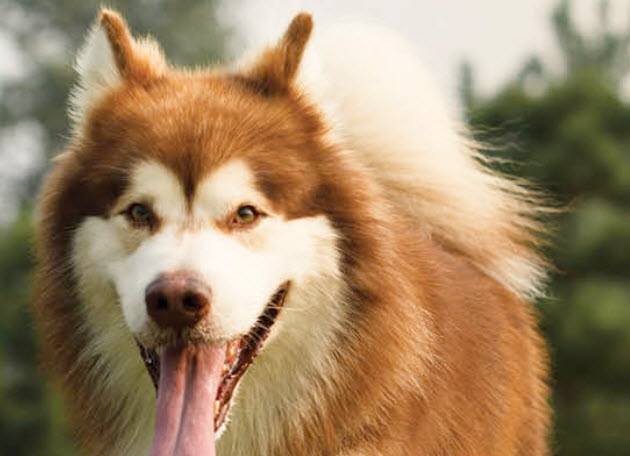 Alaskan Malamute Dog Breed Info