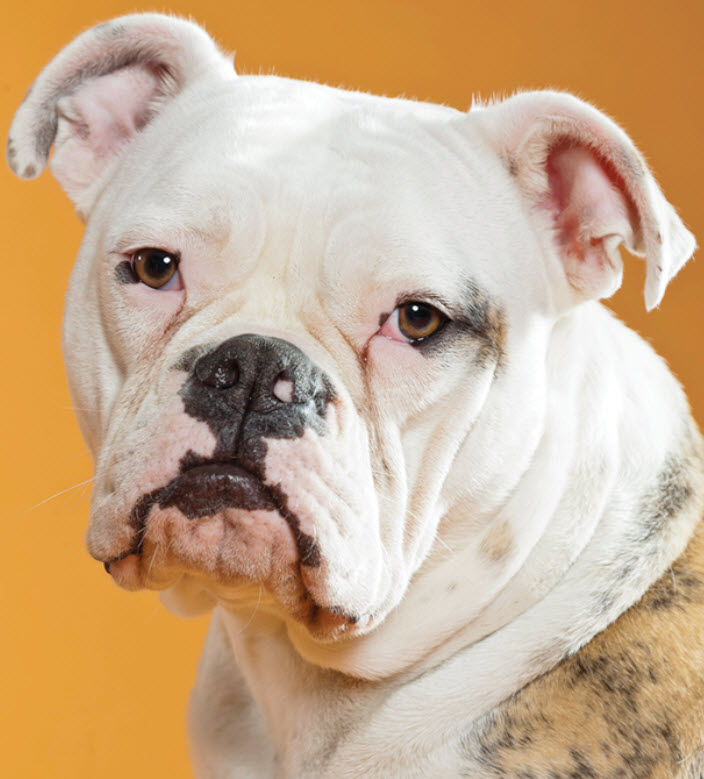 American Bulldog  Viera East Veterinary Center