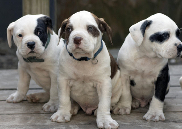 american bull dog puppies