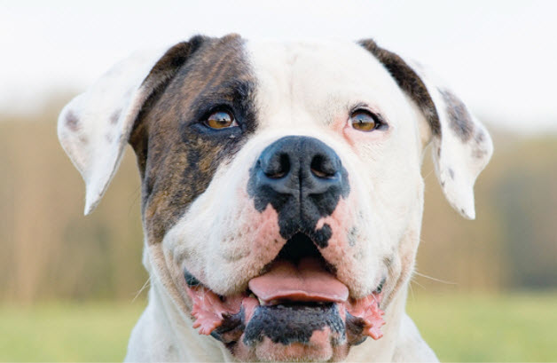 American Bulldog The Waggin Train Veterinary Clinic