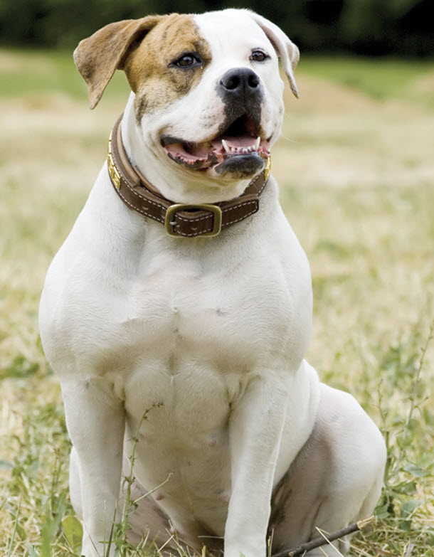 american bulldog how fast do they run