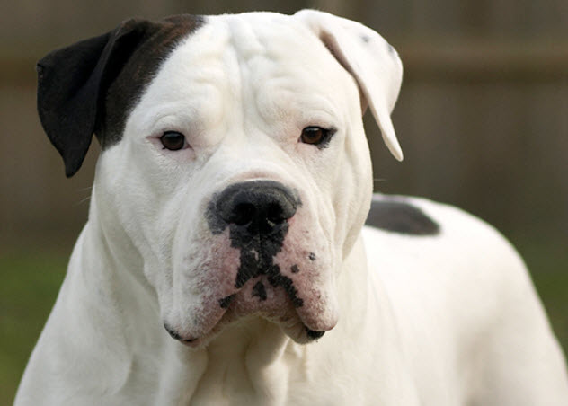 long haired american bulldog