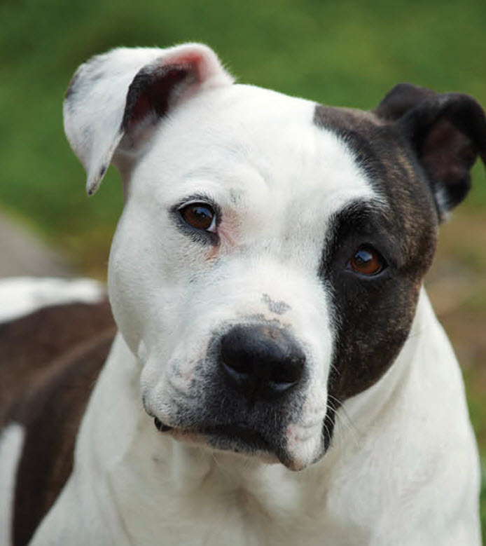 American Pitbull Terrier  Viera East Veterinary Center