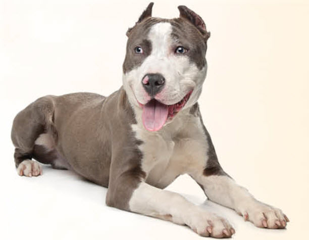 American Pitbull Terrier Dog Breed Info
