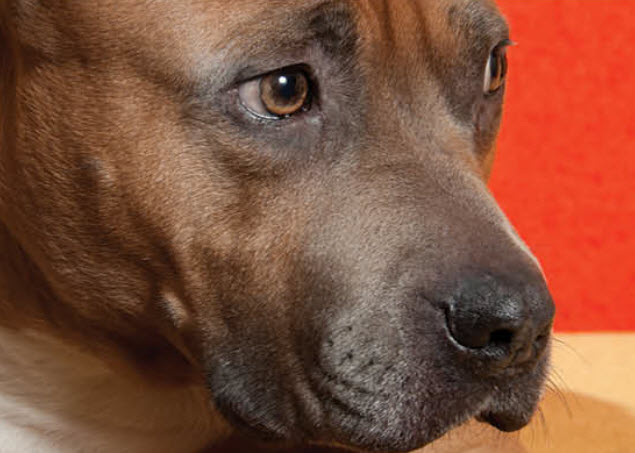 American Pitbull Terrier Dog Breed Info