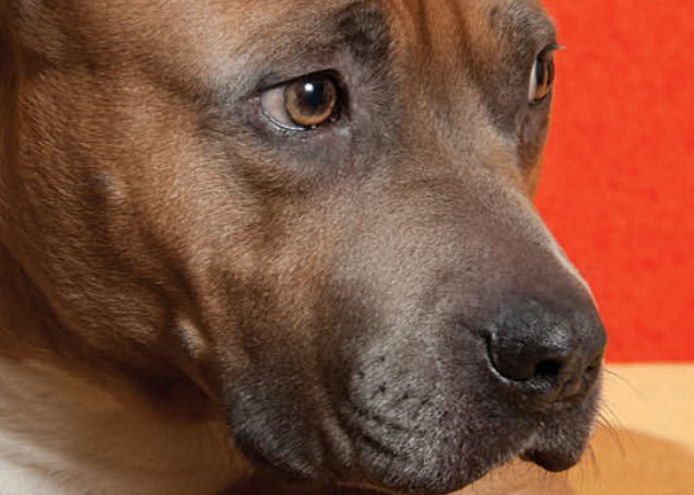 what breeds make up an american pitbull terrier