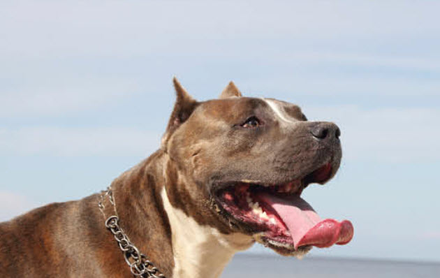 do pitbulls have black gums