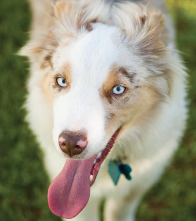 Australian Shepherd  Metropolitan Veterinary Center