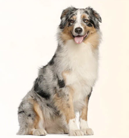 when do australian shepherd puppies eyes change color