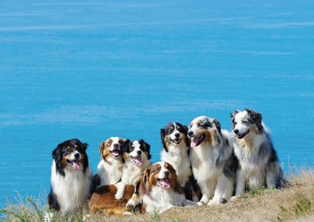 Australian Shepherds: Beautiful, Colorful & Arthritis Issues