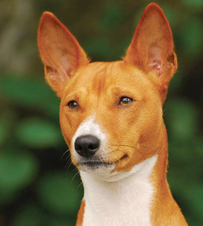 basenji lab shepherd mix