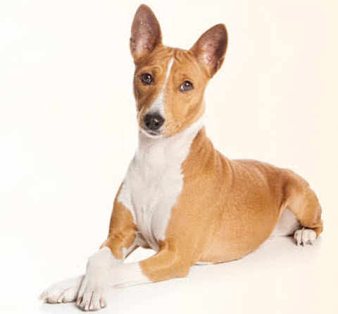 basenji dog