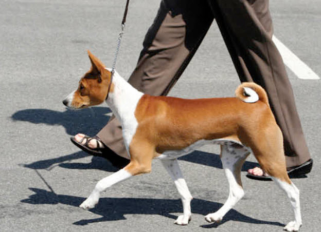 Basenji Dog Breed Info
