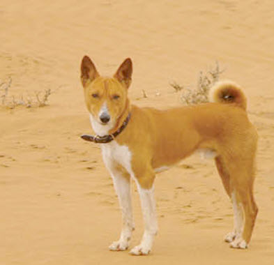 Basenji Dog Breed Info