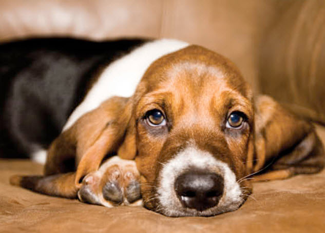 Basset Hound Dog Breed Info
